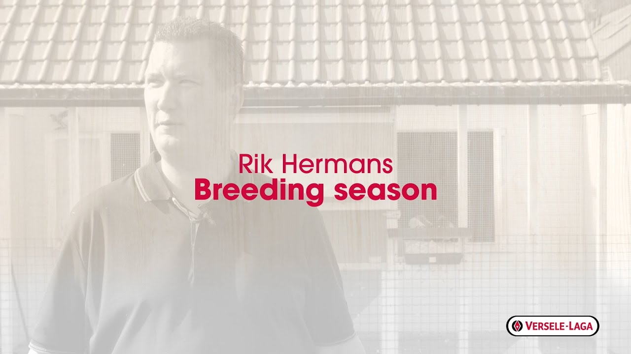 Nutrition tips for pigeon breeders of Rik Hermans - breeding season