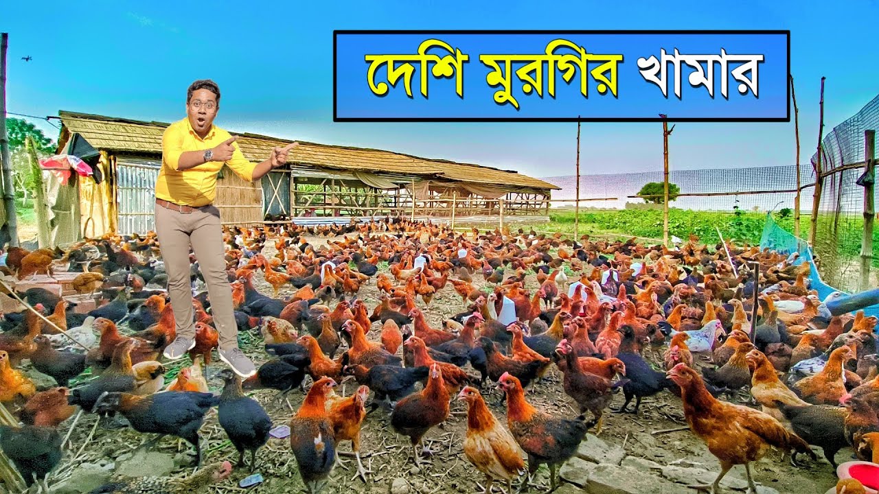 আদর্শ দেশি মুরগির খামার | Murgi Farming | Layer Murgi Farm | Local Murgi Farm | Desi Poultry Farm