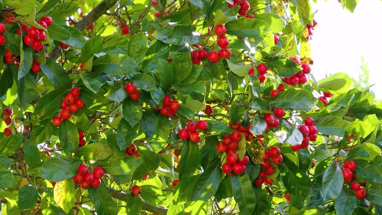 Der Apfeldorn, pures Glück für Bienen und Vögel