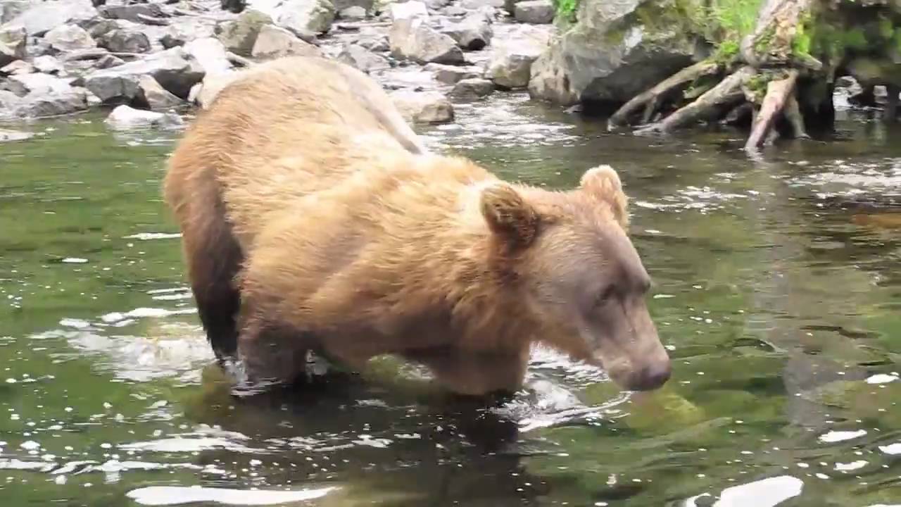 2010 FLY IN BEAR VIEWING