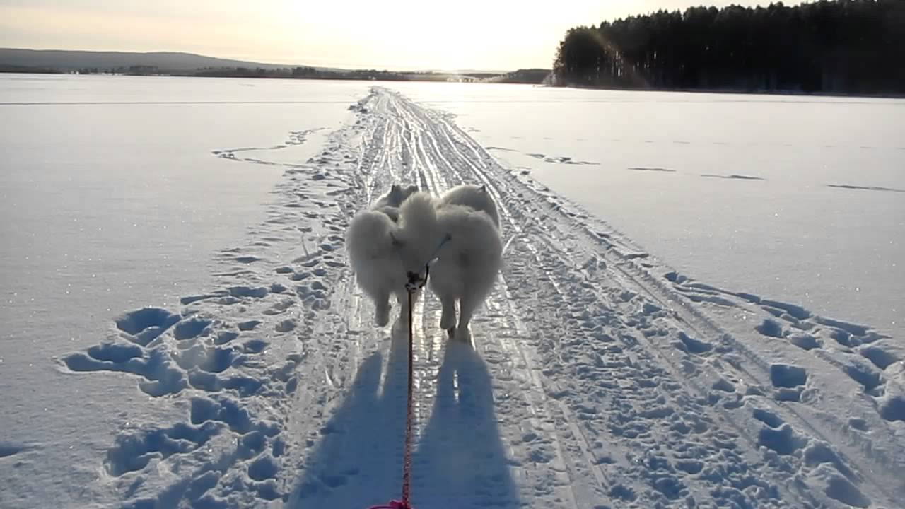 samoyed sleddog