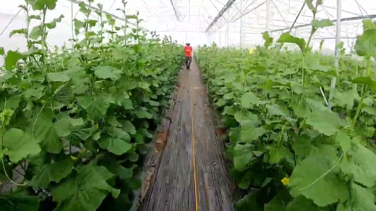 Cùng anh Thảo tham khảo về giai đoạn phun thuốc bọ trĩ cho cây dưa lưới tại kieufarm bình thuận