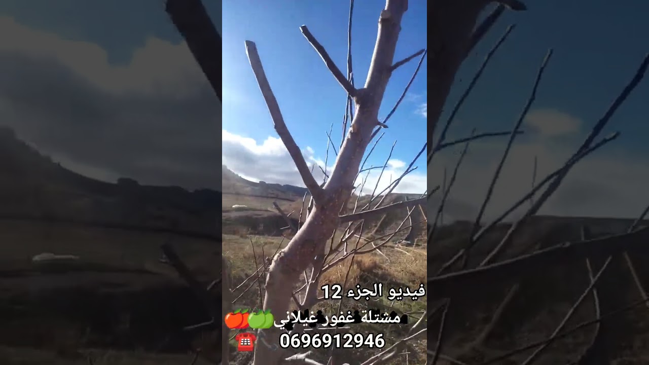 تقليم أشجار التفاح عمر 5 سنوات على الشكل الكأسي فيديو 12
