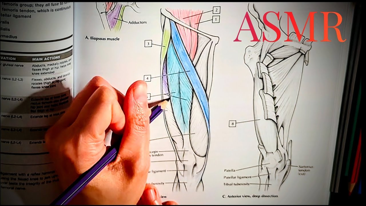 Anatomy ASMR | Colouring Anterior Thigh Muscles & Soft-spoken & Whispered Anatomy lesson