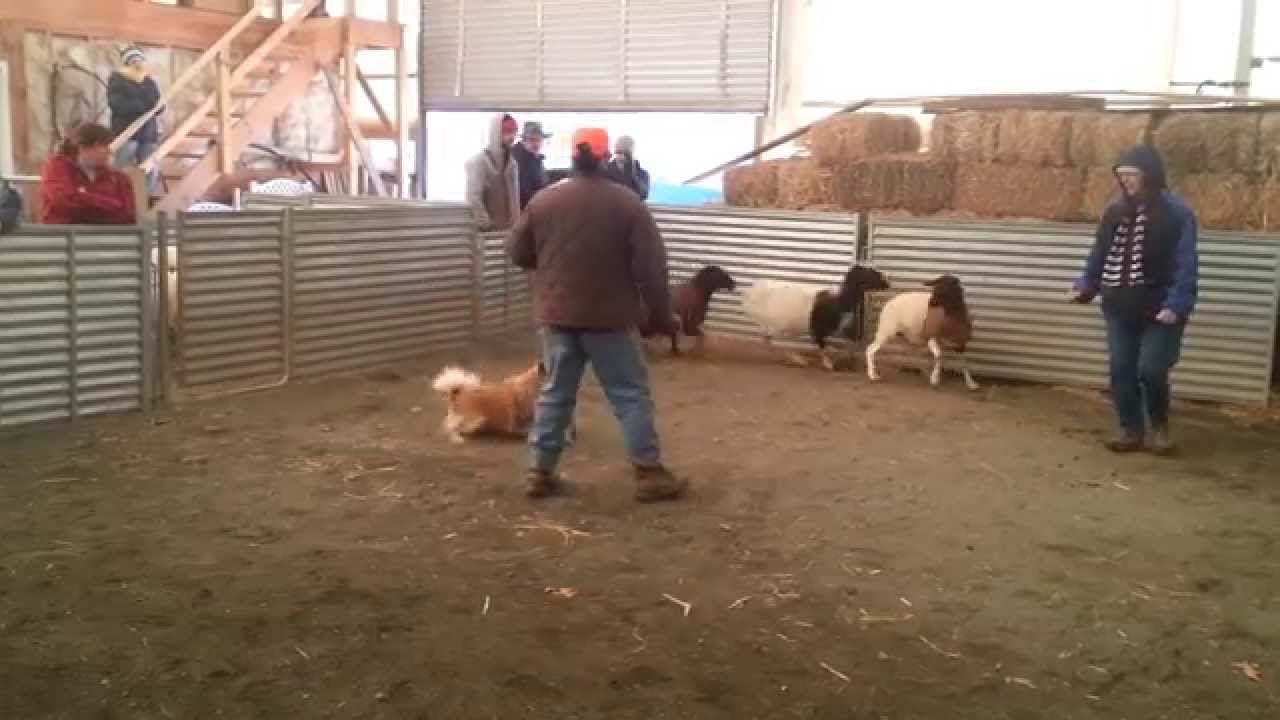 Icelandic Sheepdog Annie's herding instinct test