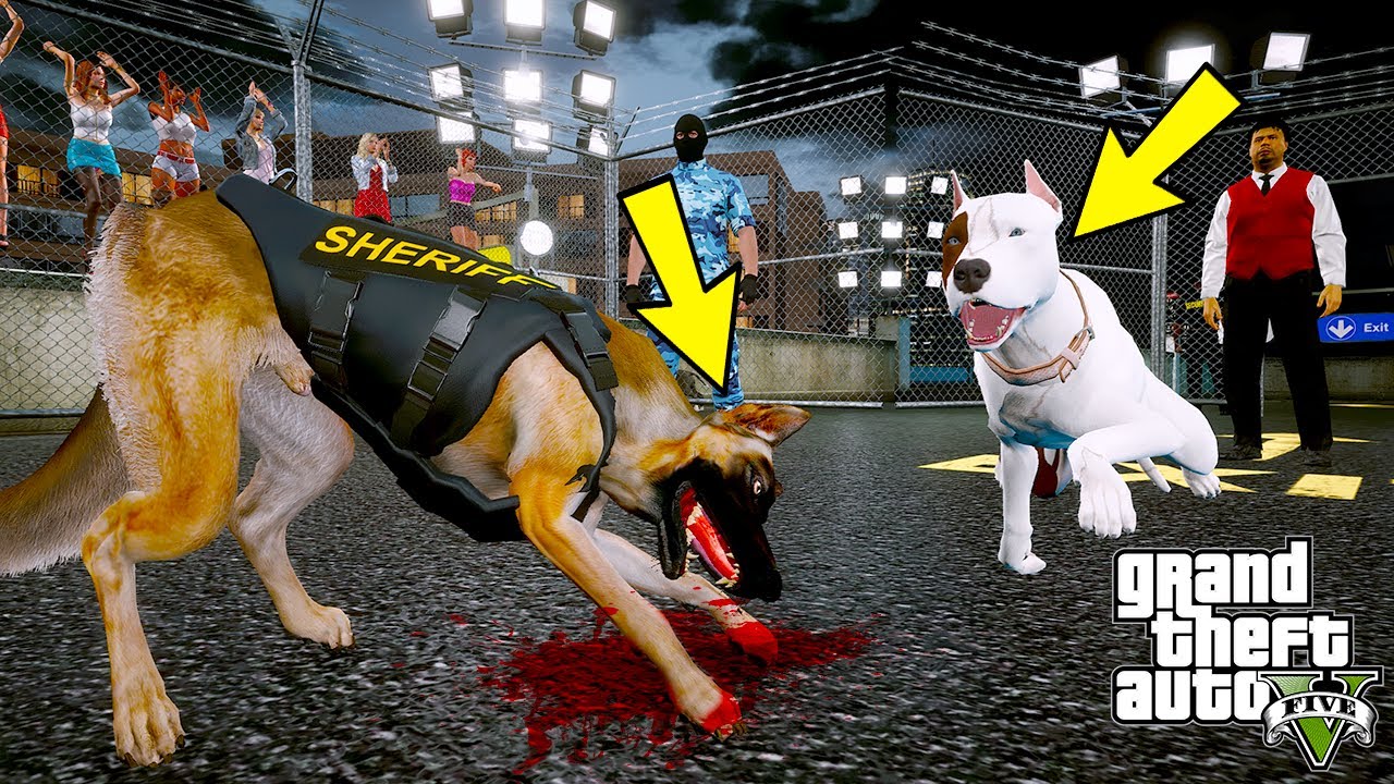 YAVRU PİTBULL KORSAN DEVASA SİVAS KANGALIYLA KAFES DÖVÜŞÜ YAPIYOR! - GTA 5