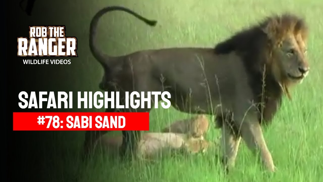Safari Highlights #78: 29 - 31 December 2010 | Sabi Sand Nature Reserve | Latest #Wildlife Sightings