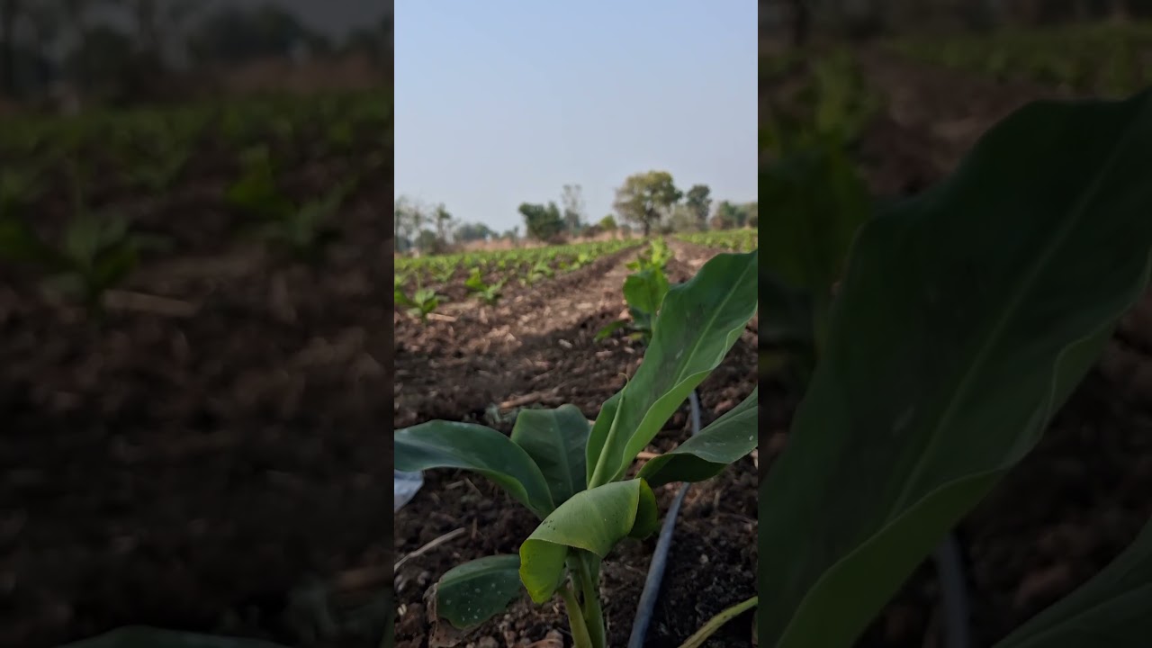 how to grow healthy bananas plants 🪴 🤔 