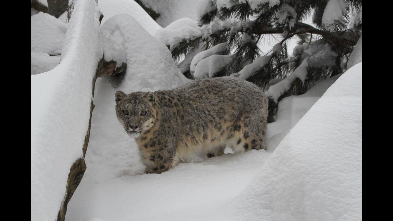 Schneeleopard erkundet verschneites Leipziger Himalaya
