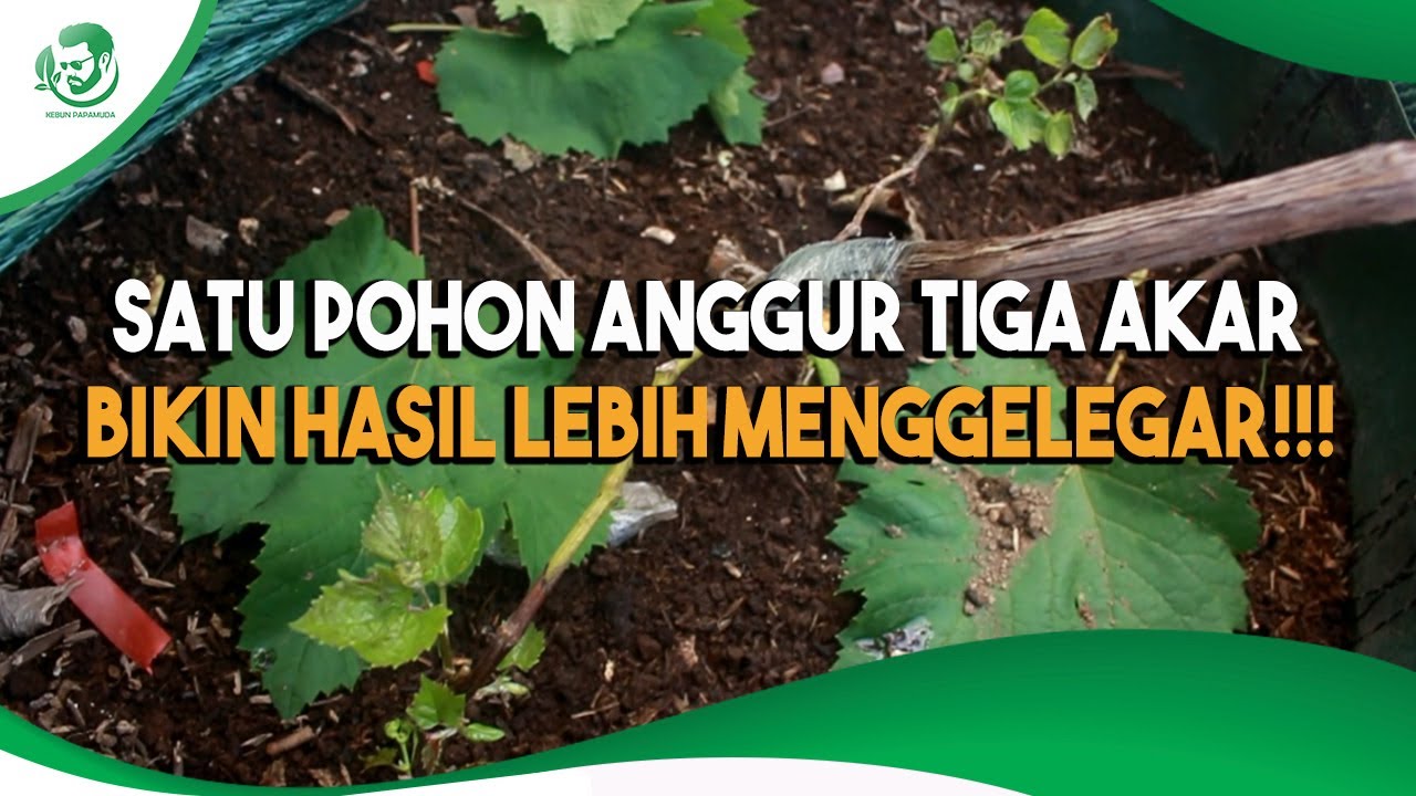 METODE PENAMBAHAN ROOTSTOCK ANGGUR UNTUK HASIL PANEN LEBIH MAKSIMAL