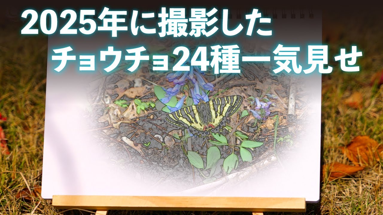 2025に撮影した チョウチョ 一気見せ！！