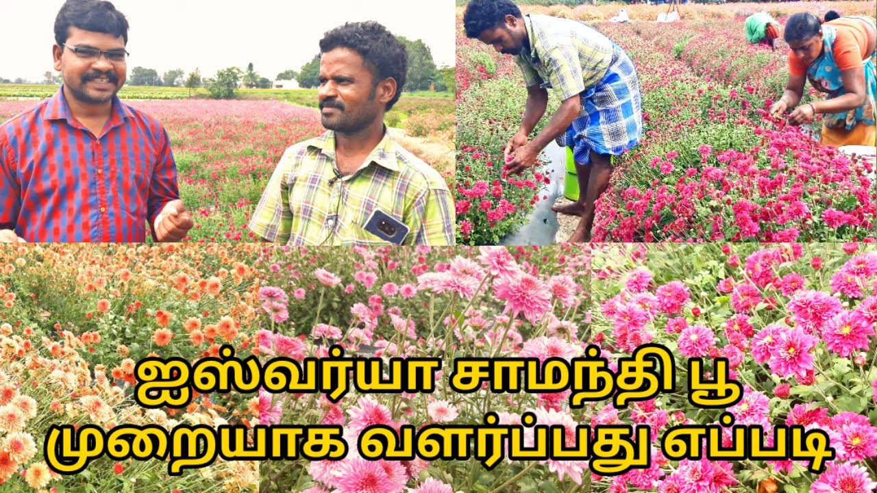 ஐஸ்வர்யா சாமந்தி பூ முறையாக வளர்ப்பது எப்படி| samanthi flower cultivation| Village thamizha village