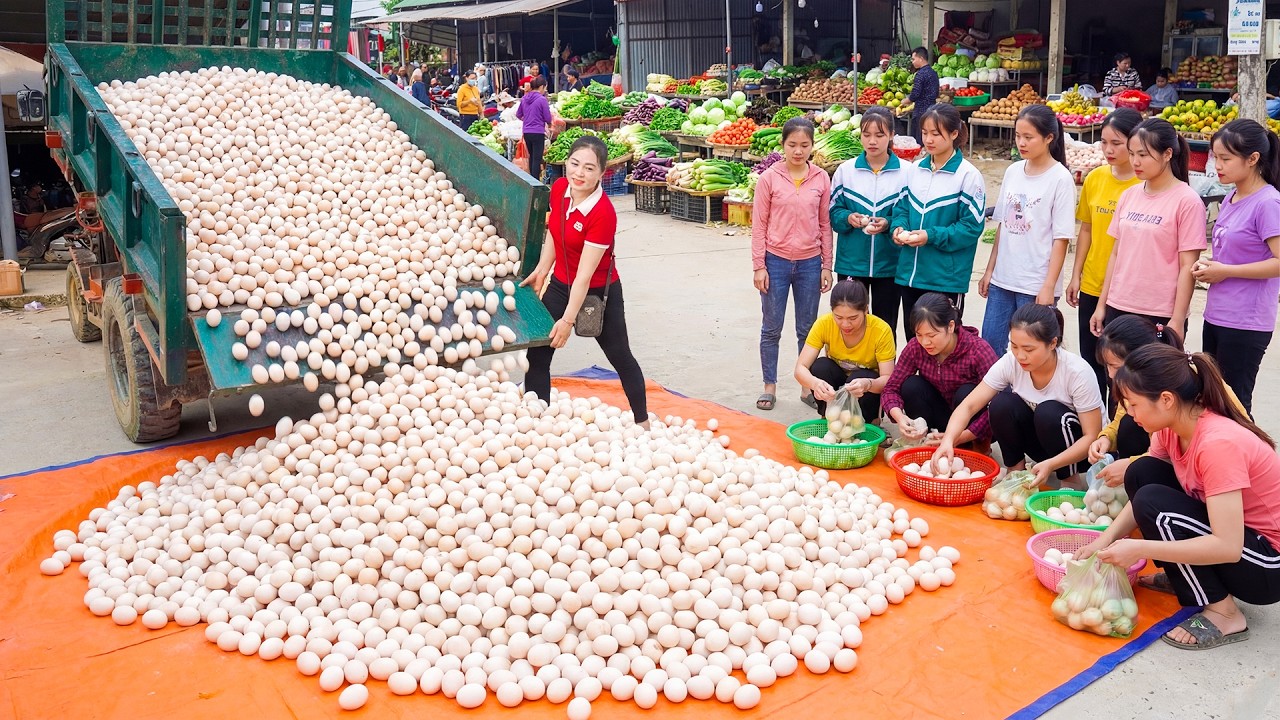 90 Days Harvesting A Lot Of Duck Eggs Goes To Market Sell - Daily Farm