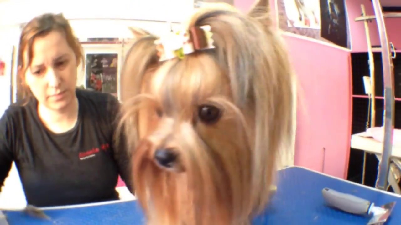 Yorkshire Terrier - Peluquería Canina Nanuka Style - Benalmádena
