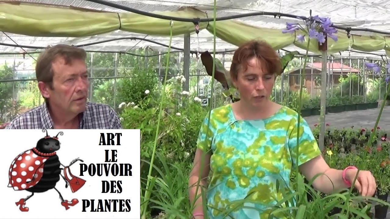 chaine de Jardinage: agapanthe: Comment faire un Semis: Plantes vivaces