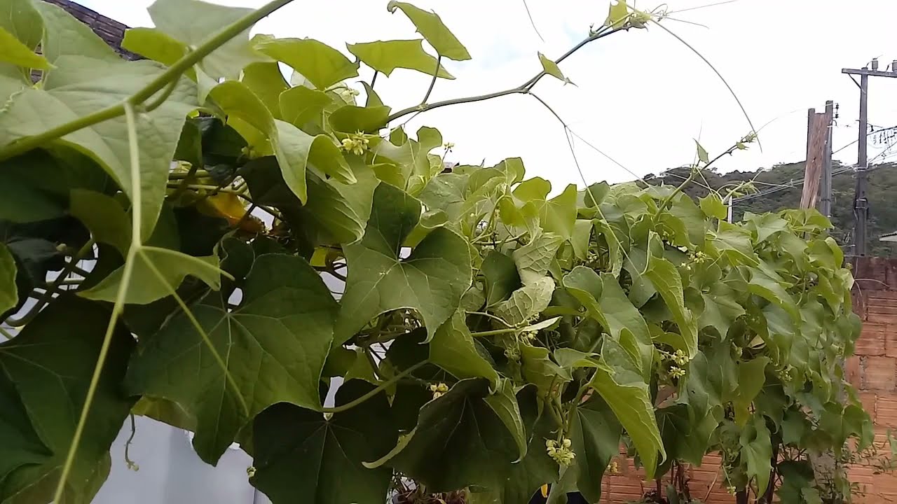 como podar o pé de chuchu