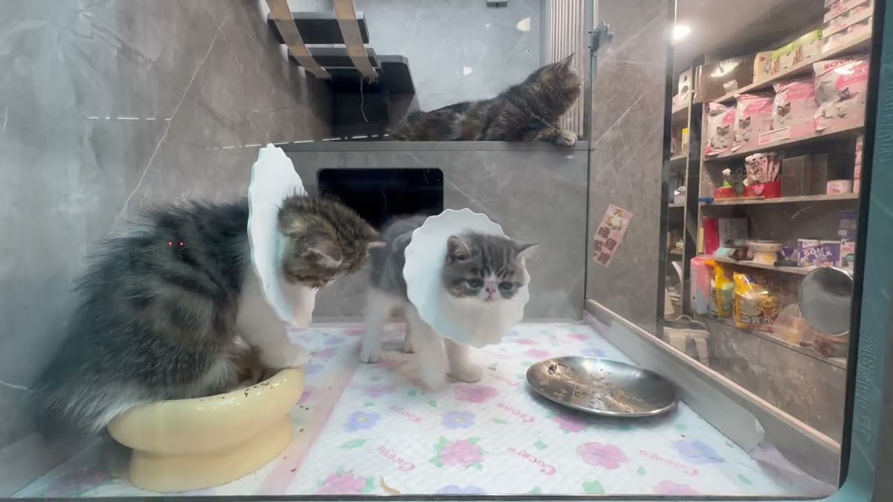 Lovely Cats  #cat #cats #catlover #catlovers #kitty #kitten #kittens #kittycat  #meow  #cutecats