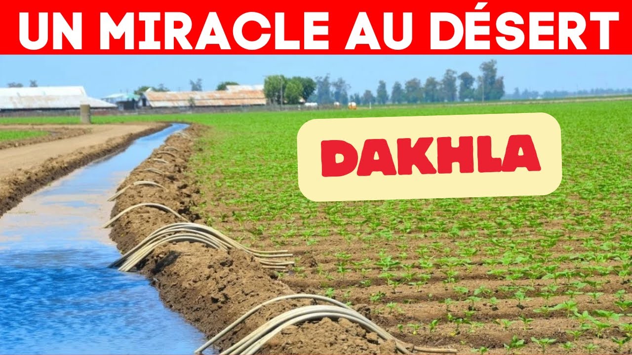 5.200 hectares irrigu&eacute;s par la mer : le Maroc lance un projet agricole in&eacute;dit &agrave; Dakhla