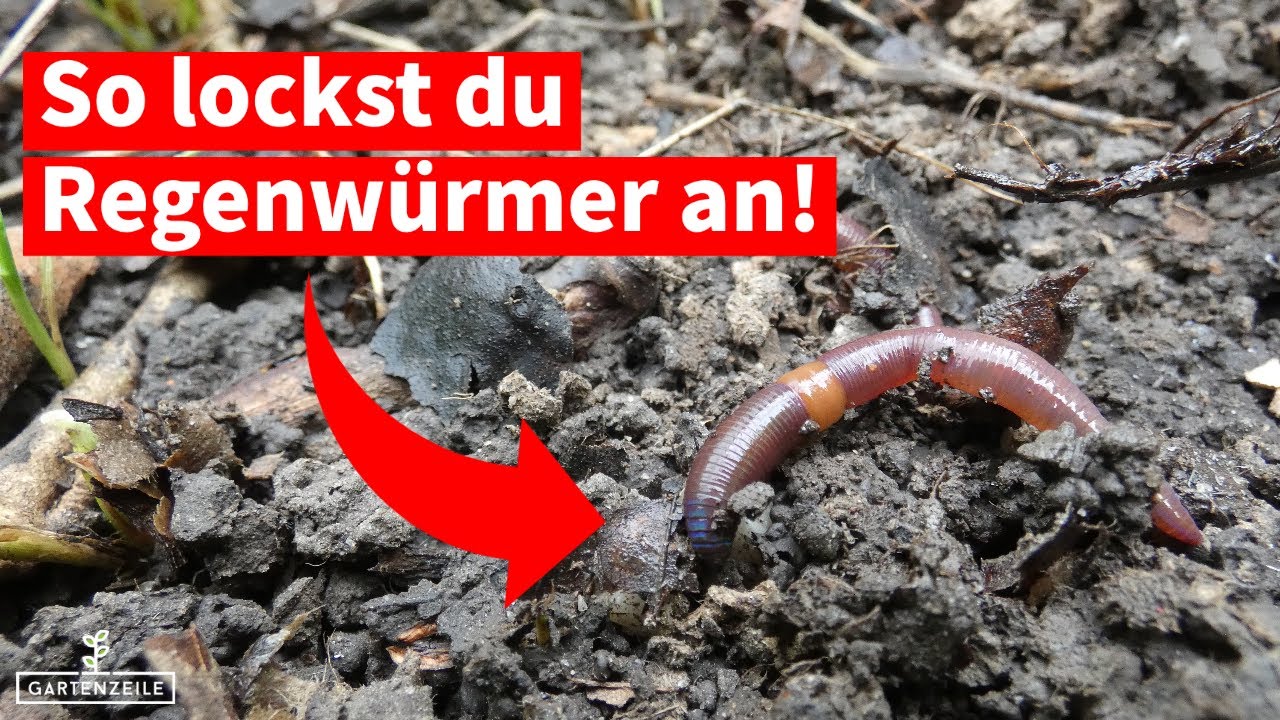 Wie lockt man Regenw&uuml;rmer an [ganz einfach mit diesen Tricks]