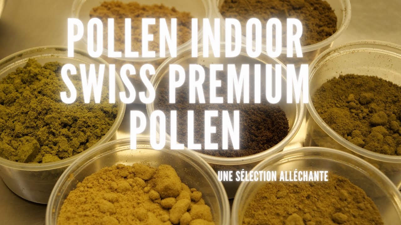 CBD indoor Kief by Swiss Premium Pollen