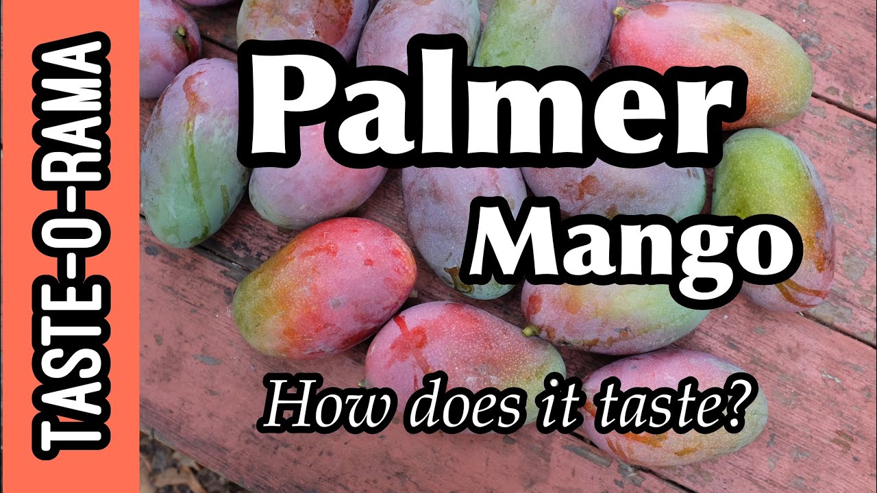 Taste-O-Rama! 'Palmer' Mango- What does it taste like?