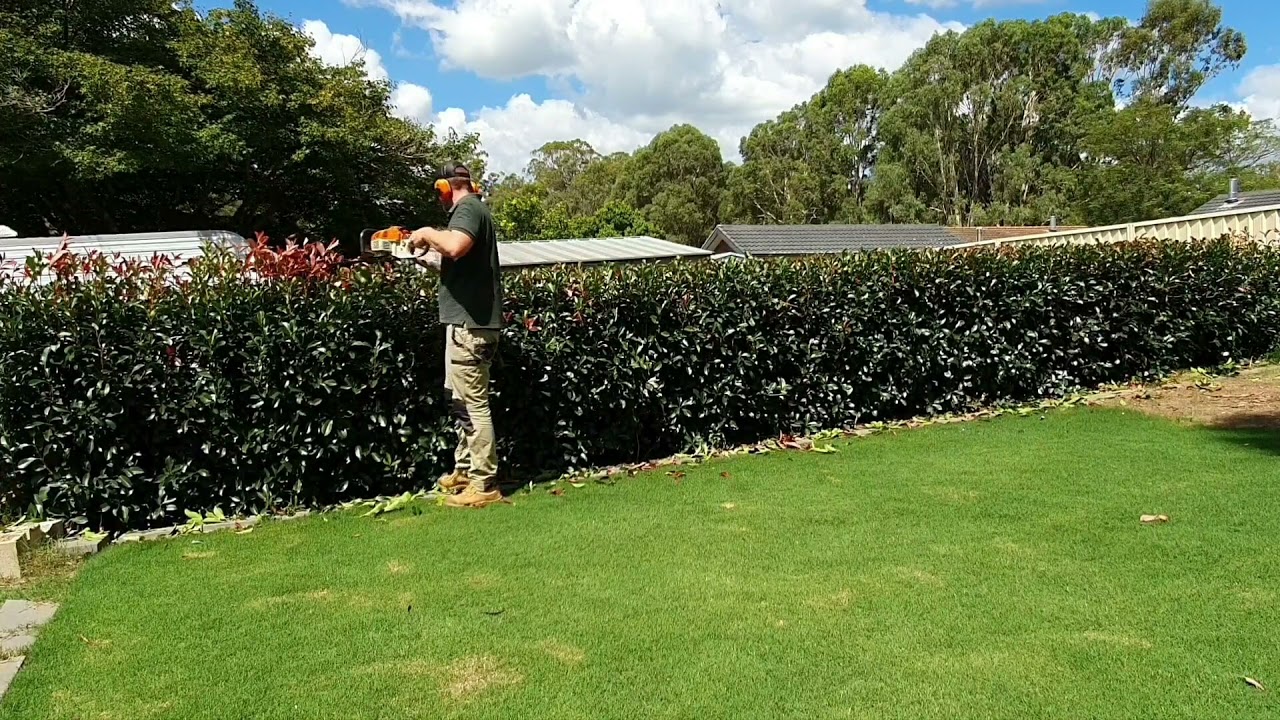 Photinia Hedge - Hedging tips