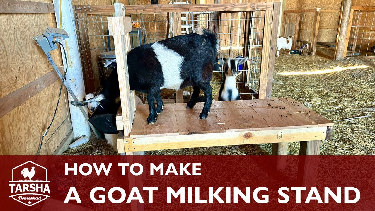 How to Make a Goat Milking Stand