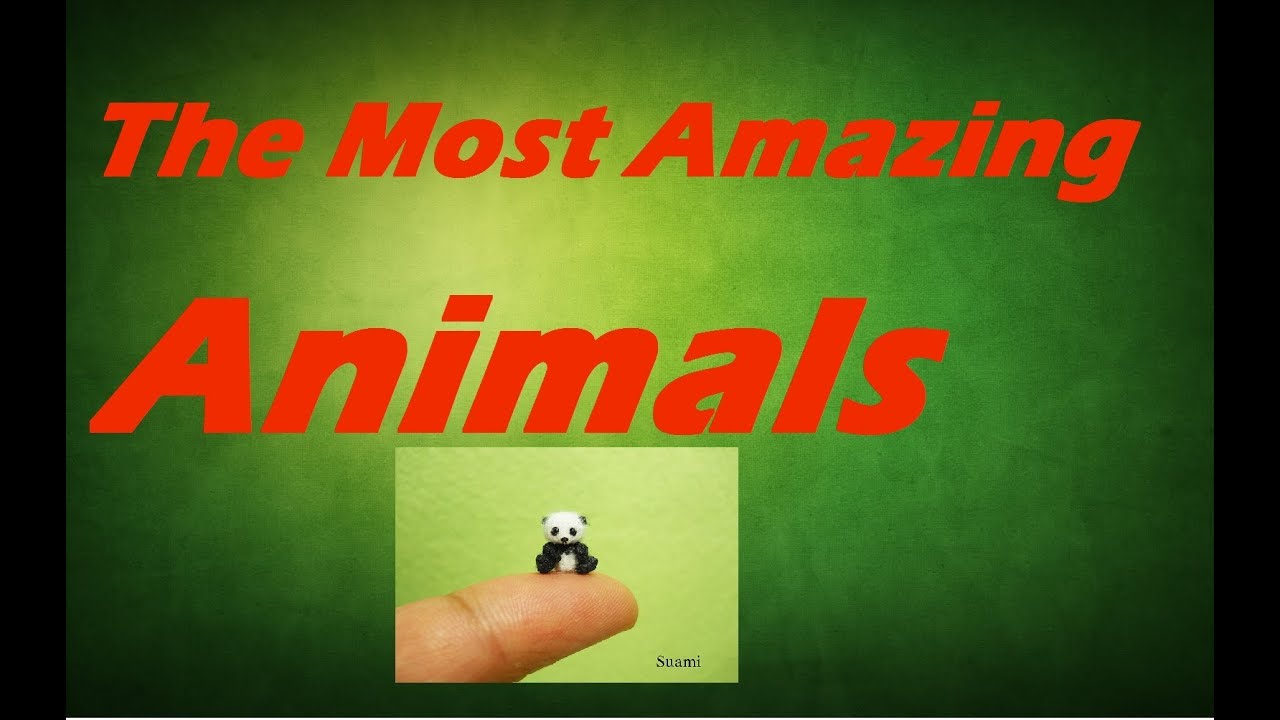 10 Amazing Animals With Completely Bizarre Body Proportions