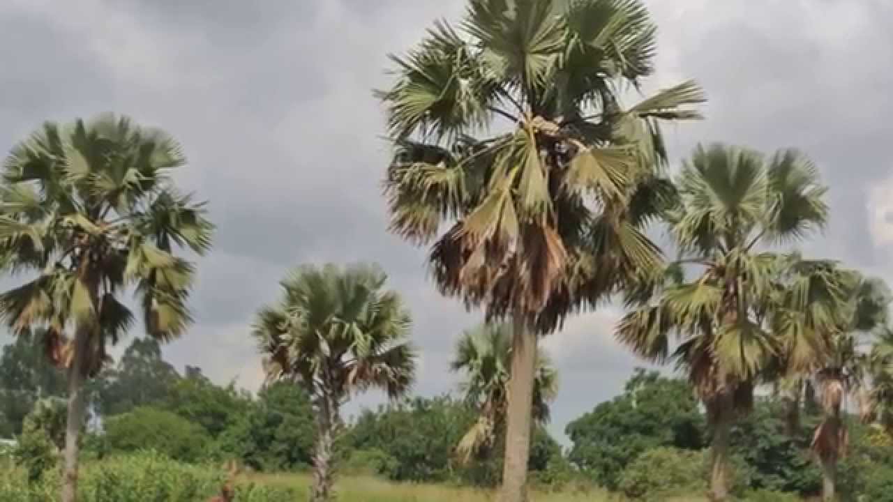 Kamulara Boyz IGG Kebu