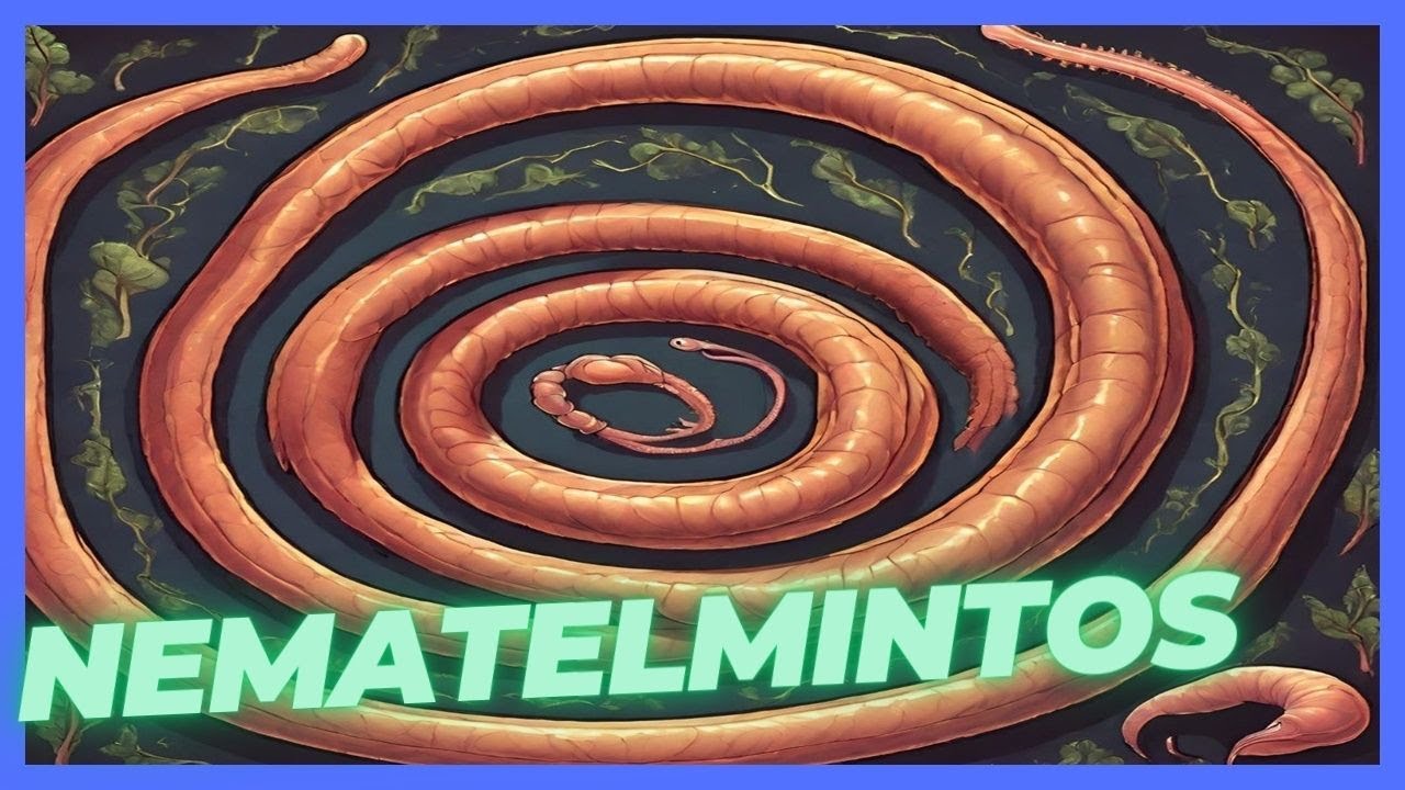 Nematelmintos - Caracter&iacute;sticas  e classifica&ccedil;&atilde;o #aulaonline