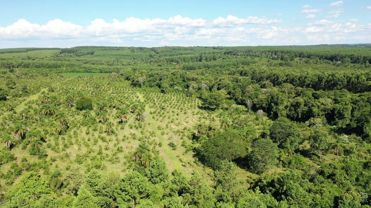 75 ha con yerba mate.