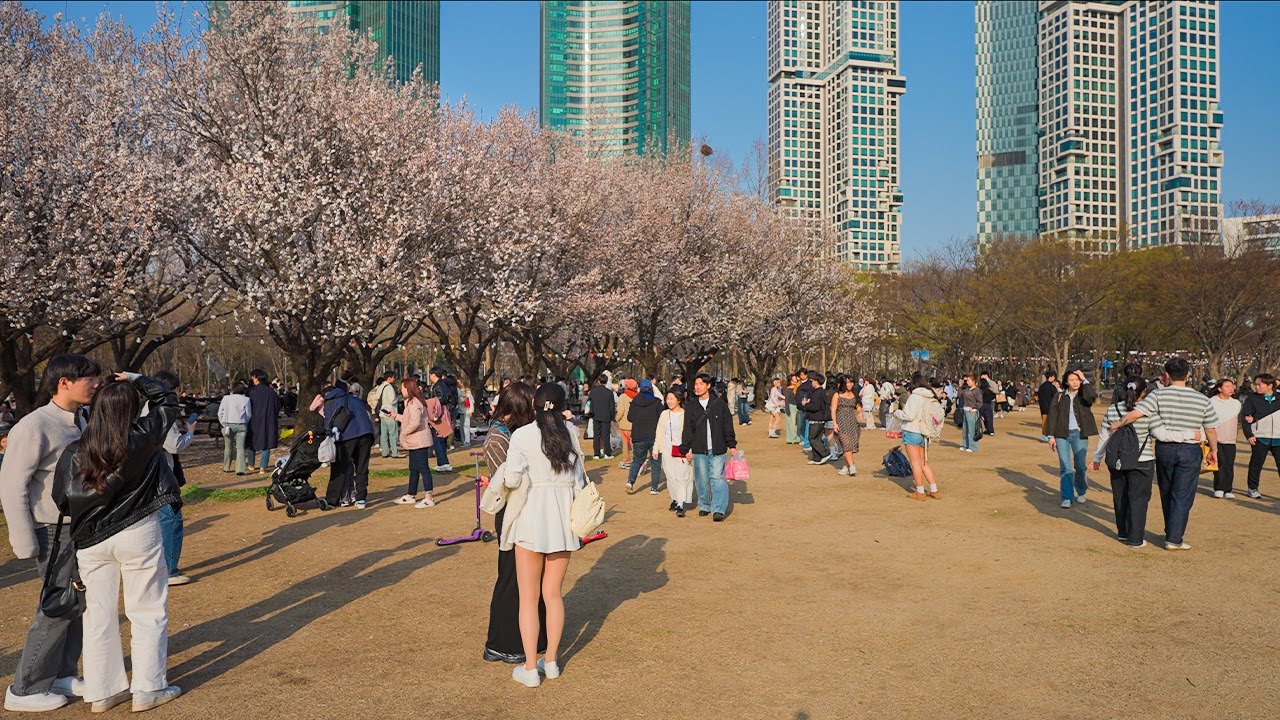 Sunday Vibes in Seoul Forest 🌸 | Cherry Blossoms, Jazz & Crowd Energy | Walking Tour 4K HDR