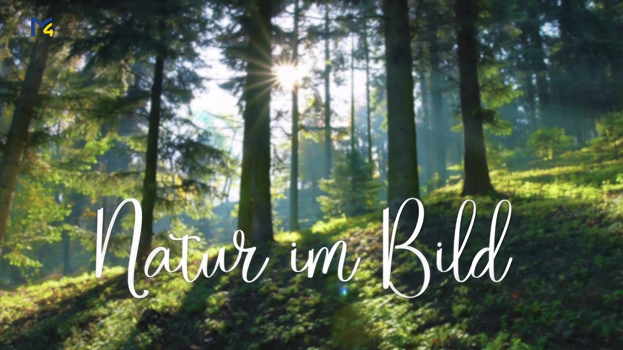Natur im Bild - Hipfingers Hochlandrinder