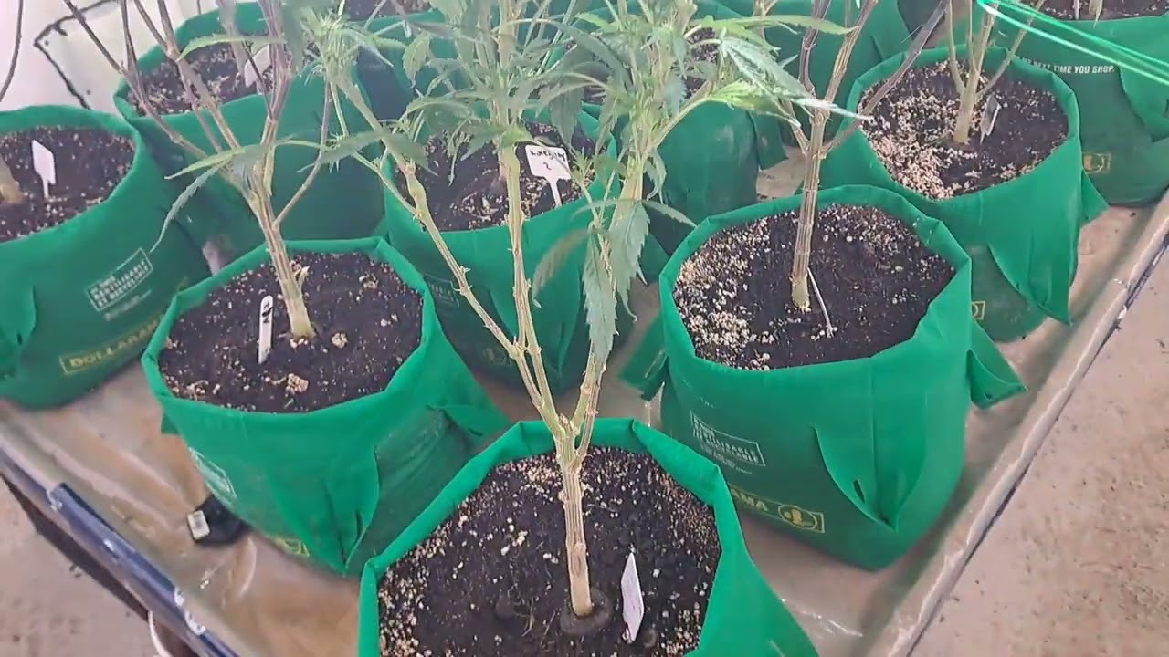 week 3 before defoliation