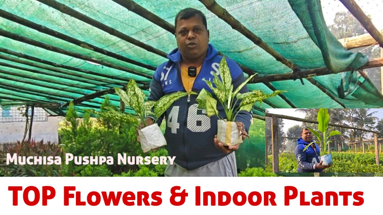 পাইকারি দামে মনের মত ফুল ও ইন্ডোর গাছের সেরা একটি নার্সারীর সন্ধান। মুচিসা পুষ্প নার্সারী 