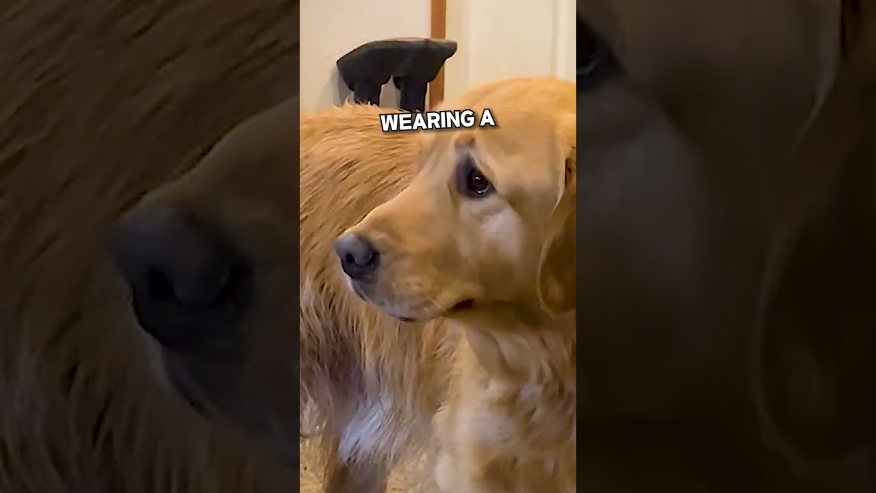 Милая причина, по которой эта собака не может перестать плакать💕