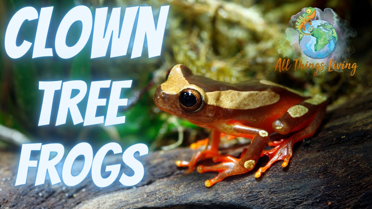 Unboxing My First Frogs Ever: Clown Tree Frogs