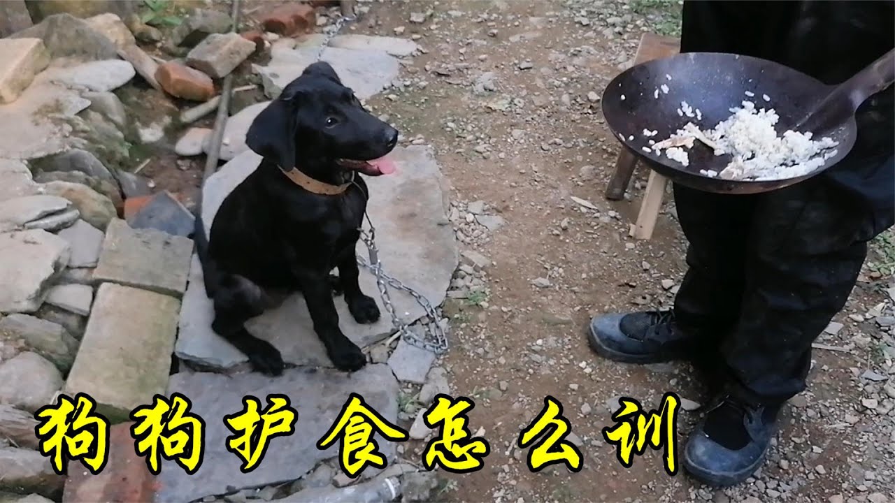 狗狗护食怎么训？今天帮三爷爷训练护食的拉布拉多，一顿饭就训好