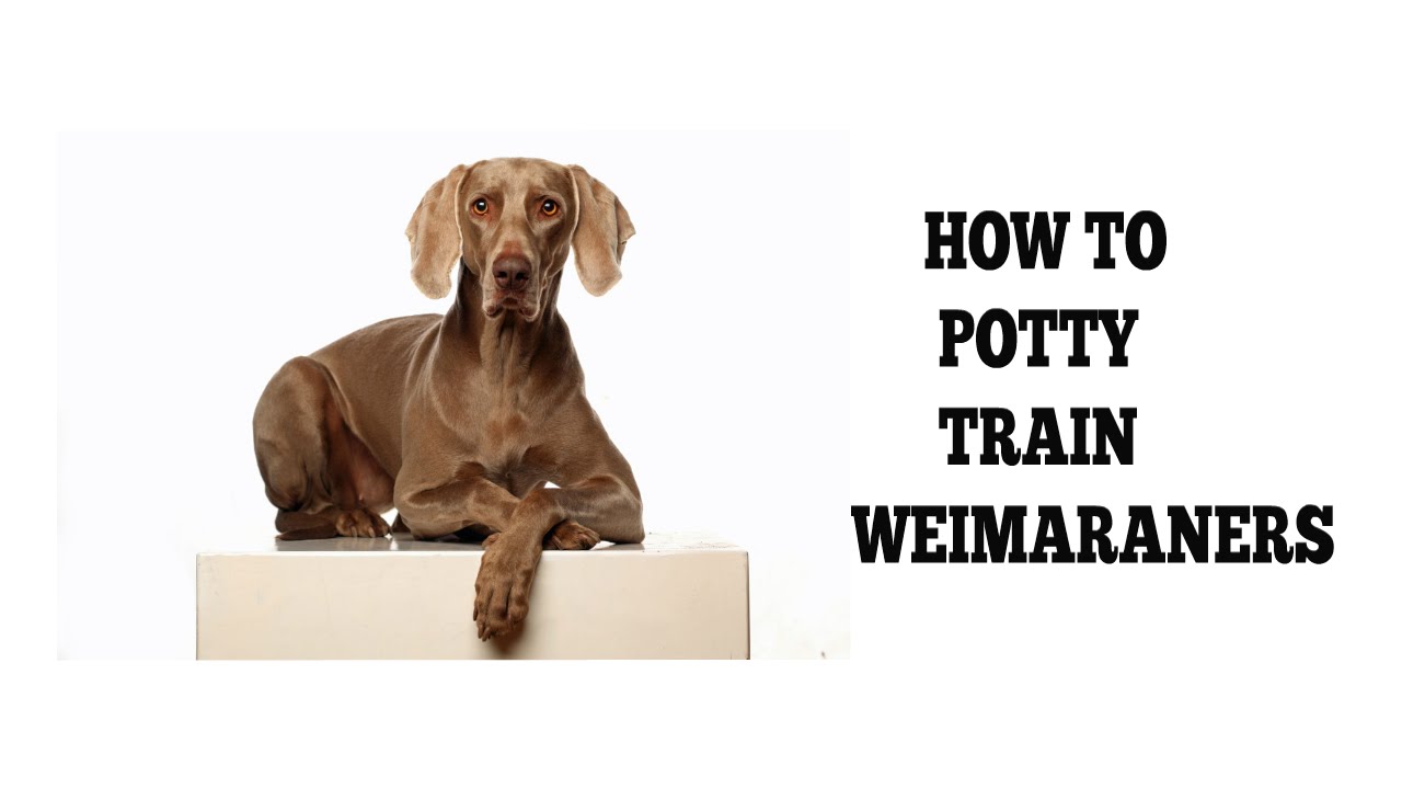 How To Easily Potty Train Weimaraners