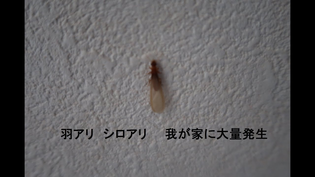 (視聴注意)　羽アリ&シロアリ　我が家で大量発生 救世主アリ