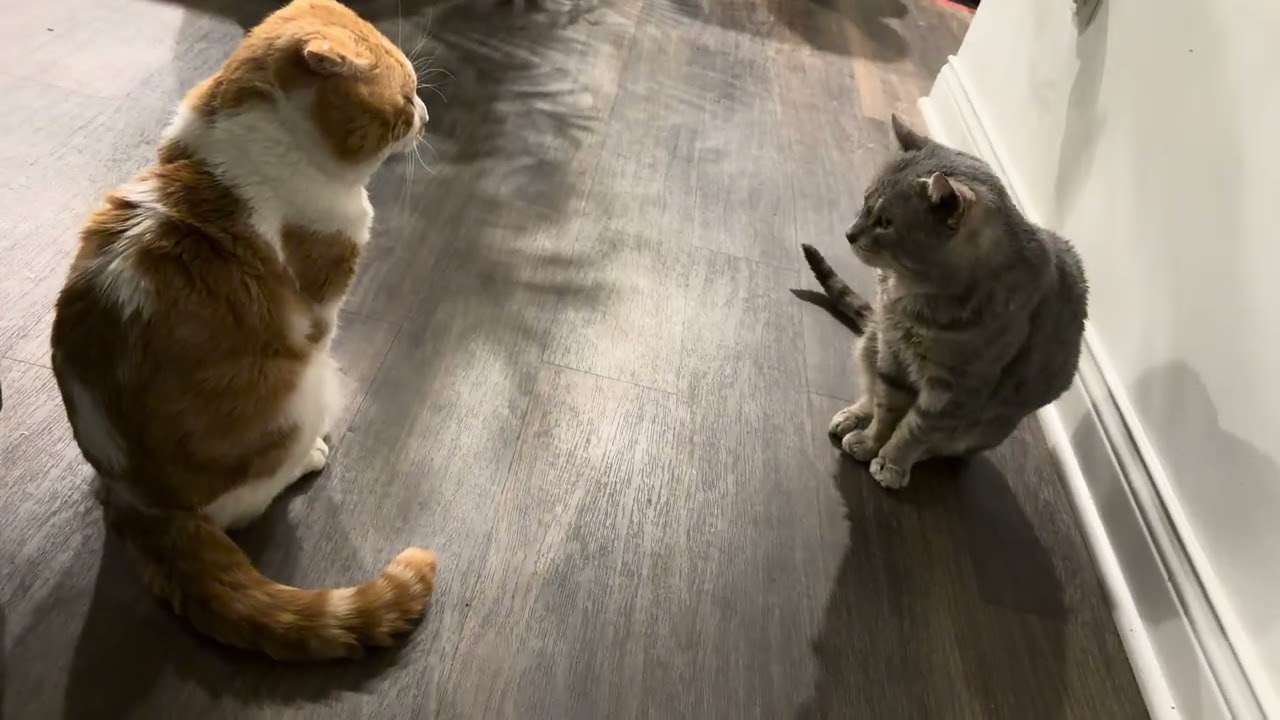Walking into something