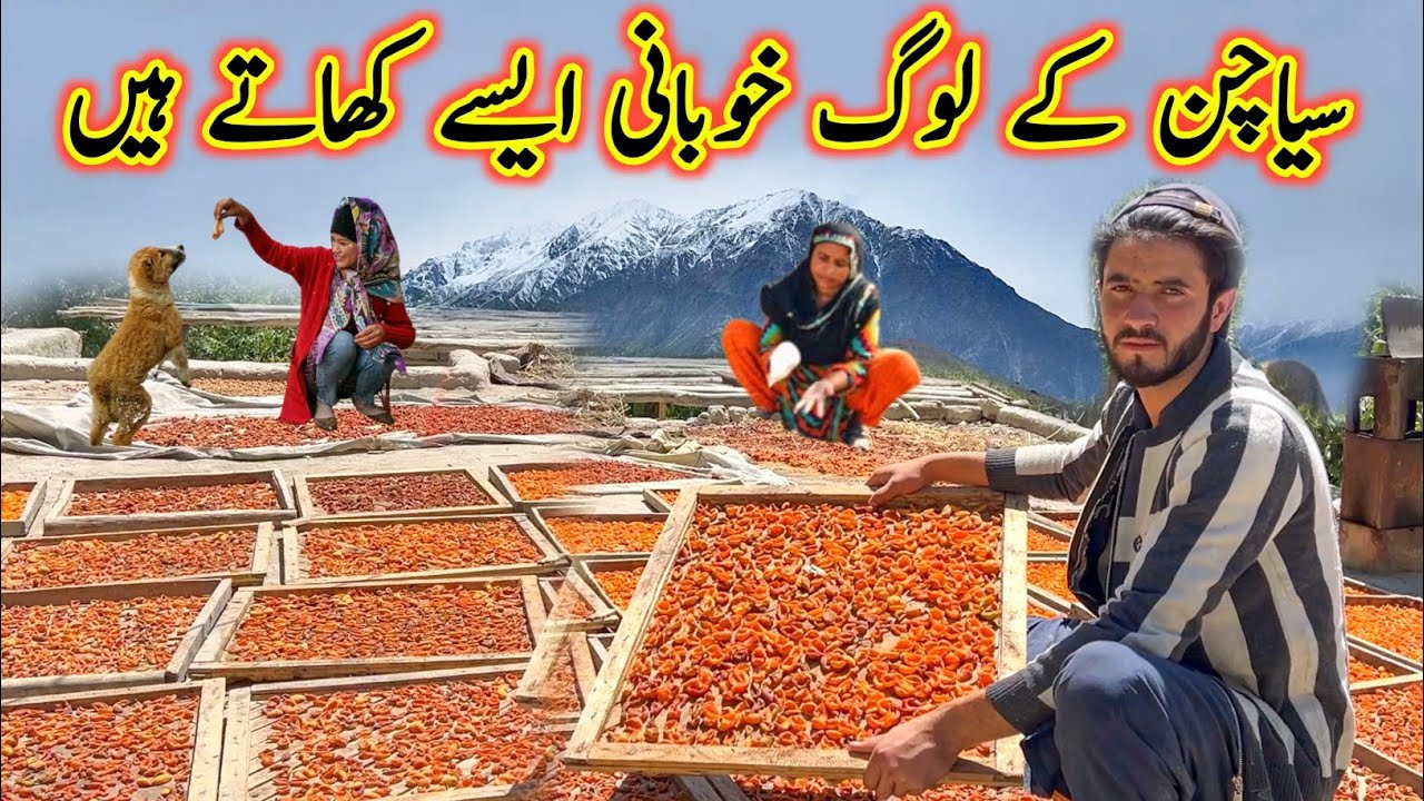 Traditional Method Of Preserving Apricots in The Mountainous Village Of Gilgit Baltistan | Pakistan