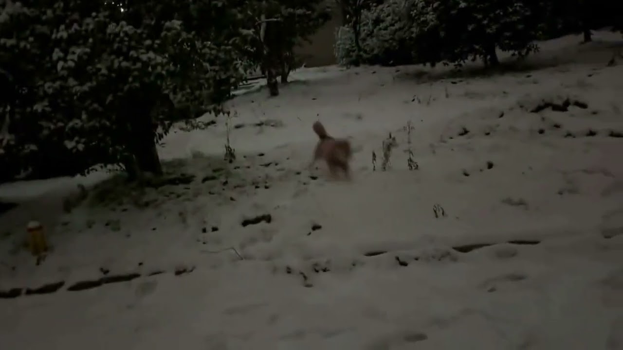 Southern dog, seeing snow for the first time, looks slightly excited. #Short