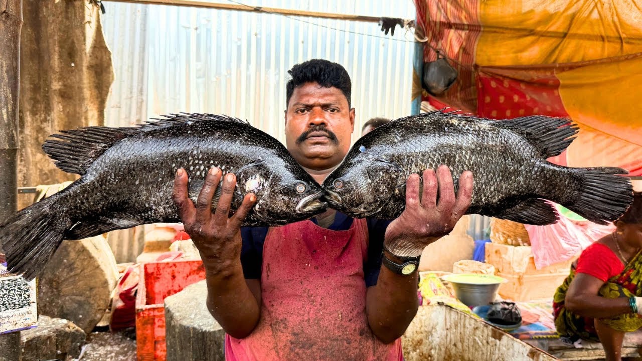 KASIMEDU SELVAM BLACK KODUVA FISH CUTTING | UK SONS MARINE 🇮🇳