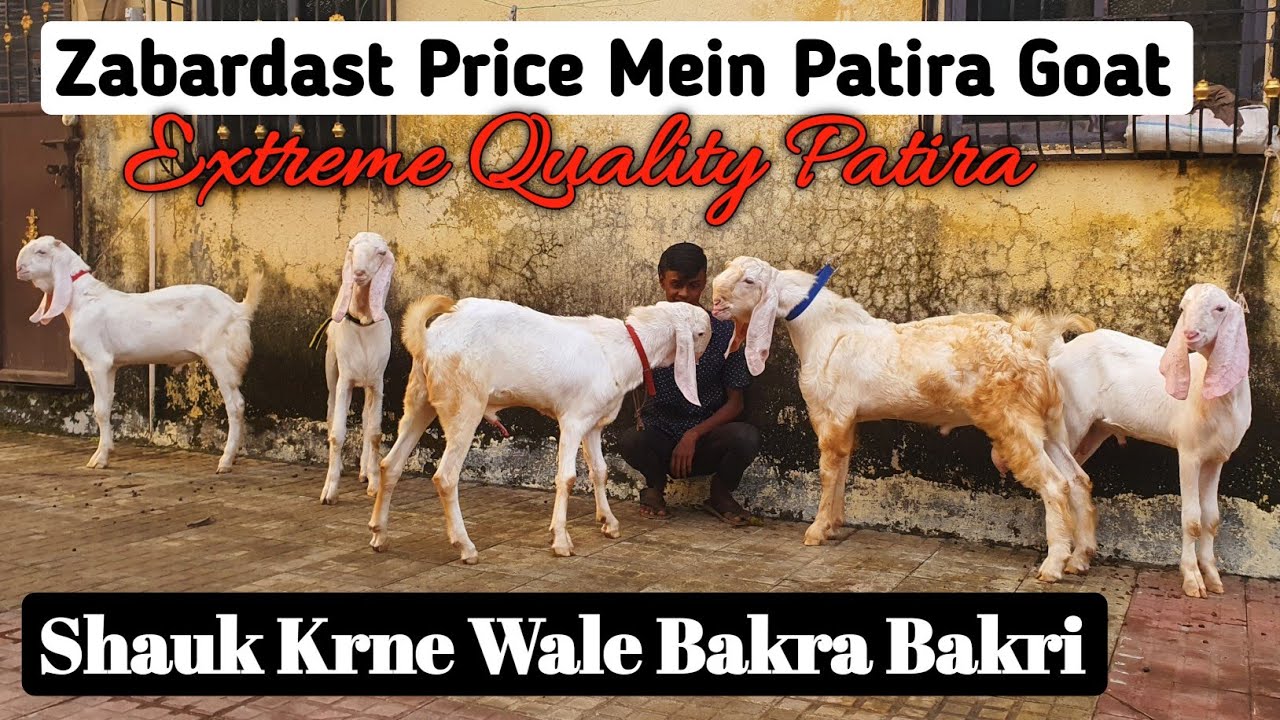Zabardast Price Mein Patira Goat Kid's Neral | Quality Patira Bakra Bakri |@Rizwankranti