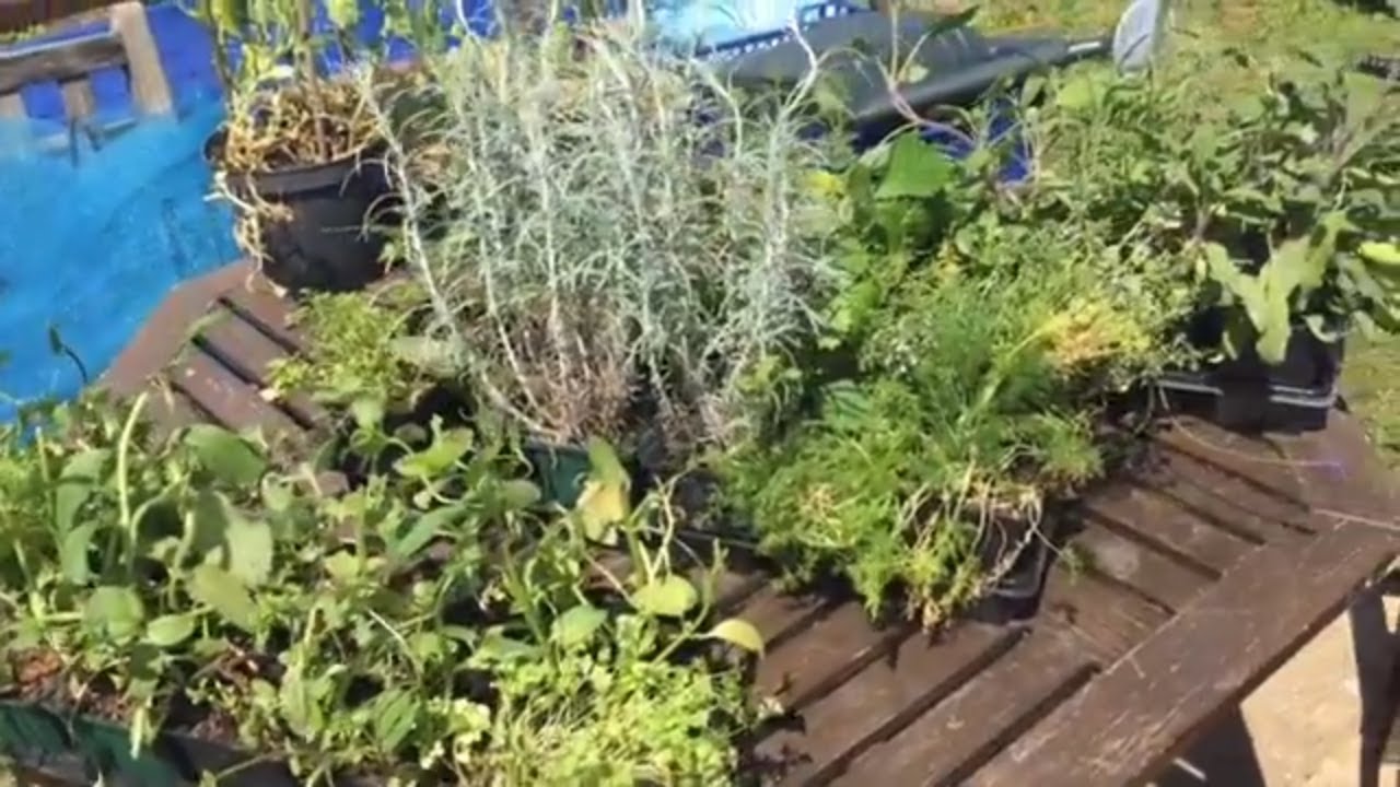 Dumpster Diving Delights: Discovering Free Herb Plants in Unexpected Places 🌱