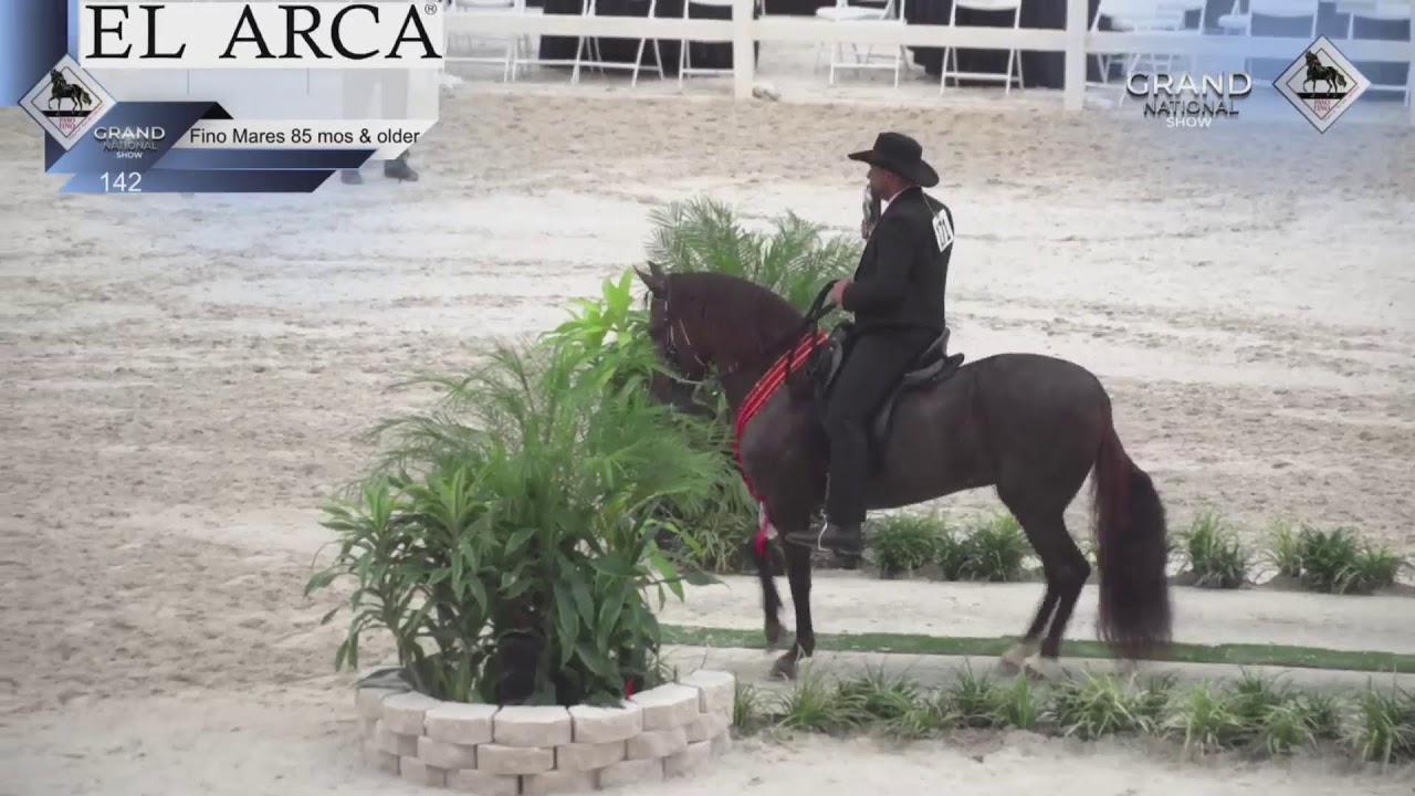 GRAND NATIONAL SHOW 2024- DIA 4-INGLES