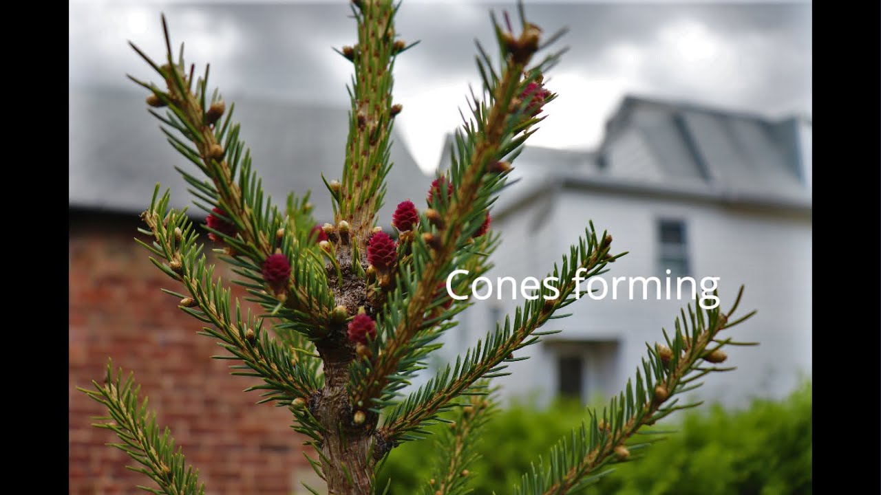 BLACK SPRUCE GROWTH TIMELAPSE