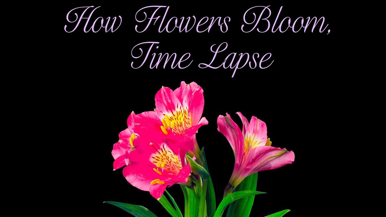 How Flowers Bloom, Time Lapse