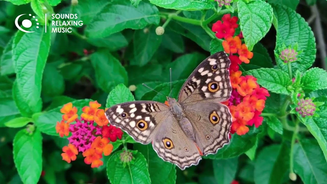 Relaxing Music 🔊 with Insects - Beautiful Piano Music & Guitar 🔥 By Norbel (Ultra HD)